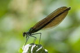 Attēlu rezultāti vaicājumam “Calopteryx virgo female”
