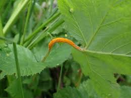 Attēlu rezultāti vaicājumam “Triphragmium ulmariae”