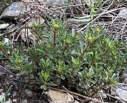 Attēlu rezultāti vaicājumam “Sedum aizoon fruit”