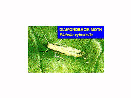 Attēlu rezultāti vaicājumam “Plutella xylostella”