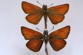 Attēlu rezultāti vaicājumam “Thymelicus lineola male”