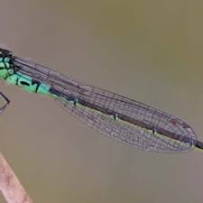 Attēlu rezultāti vaicājumam “Coenagrion armatum male”