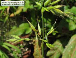Attēlu rezultāti vaicājumam “Bromus hordeaceus subsp. hordaceus”