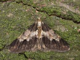 Attēlu rezultāti vaicājumam “Agriopis leucophaearia”