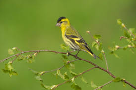 Attēlu rezultāti vaicājumam “Carduelis spinus male”