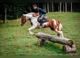 Image result for chestnut friesian