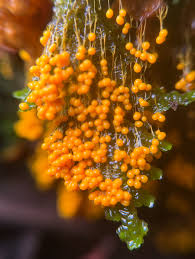 Attēlu rezultāti vaicājumam “Badhamia lilacina var. megaspora spores”