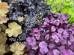 Image result for Heuchera `Palace Purple`
