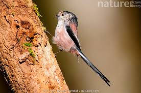 Attēlu rezultāti vaicājumam “Aegithalos caudatus”