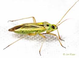 Attēlu rezultāti vaicājumam “Stenotus binotatus”