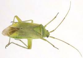 Attēlu rezultāti vaicājumam “Closterotomus biclavatus nymph”