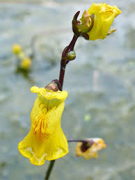 Attēlu rezultāti vaicājumam “Utricularia vulgaris flower”