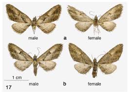 Attēlu rezultāti vaicājumam “Eupithecia icterata female”