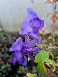 Attēlu rezultāti vaicājumam “Aconitum napellus”