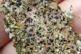 Attēlu rezultāti vaicājumam “Arthonia spadicea”