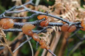 Attēlu rezultāti vaicājumam “Exidia repanda”