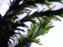 Attēlu rezultāti vaicājumam “Cinclidotus danubicus”