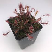 Attēlu rezultāti vaicājumam “Drosera anglica fruit”