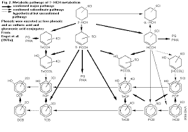 Attēlu rezultāti vaicājumam “Cinclidotus danubicus cells”