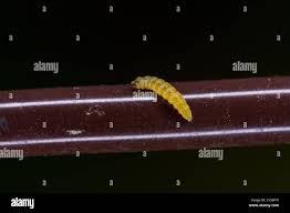 Attēlu rezultāti vaicājumam “Bucculatricidae”