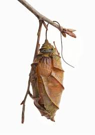 Attēlu rezultāti vaicājumam “cocoon”