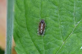 Attēlu rezultāti vaicājumam “Edwardsiana geometrica”