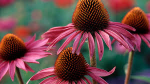 Image result for roter Sonnenhut