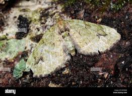 Attēlu rezultāti vaicājumam “Chloroclystis v-ata”