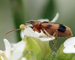 Attēlu rezultāti vaicājumam “Notoxus monoceros”