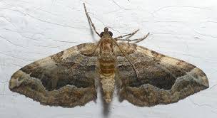 Attēlu rezultāti vaicājumam “Pelurga comitata”