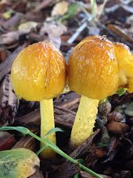 Attēlu rezultāti vaicājumam “Bolbitius vitellinus”