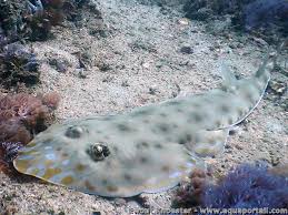 Image result for Acroteriobatus blochii