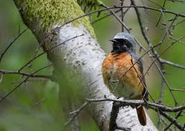 Attēlu rezultāti vaicājumam “Phoenicurus phoenicurus male”