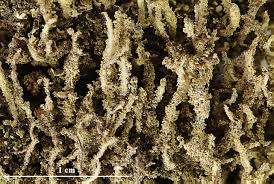 Attēlu rezultāti vaicājumam “Cladonia ochrochlora”