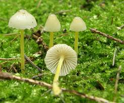 Attēlu rezultāti vaicājumam “Mycena epipterygia”