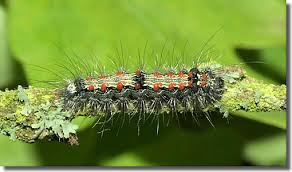 Attēlu rezultāti vaicājumam “Lithosia quadra male”