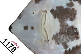 Image result for Amblyraja hyperborea