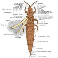 Attēlu rezultāti vaicājumam “Thysanoptera”