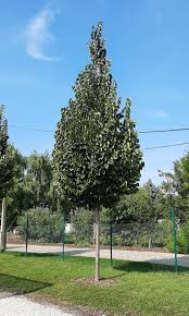 Attēlu rezultāti vaicājumam “Tilia tomentosa”