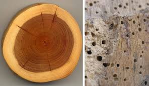 Attēlu rezultāti vaicājumam “Anobium pertinax”