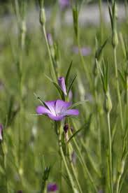 Image result for Kornrade