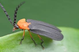 Attēlu rezultāti vaicājumam “Lampyridae”