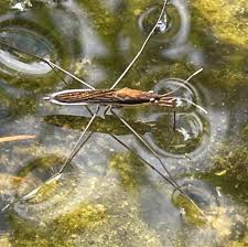 Attēlu rezultāti vaicājumam “Limnoporus rufoscutellatus”