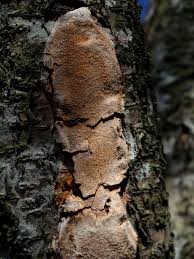 Attēlu rezultāti vaicājumam “Phellinus pomaceus”