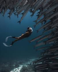 Image result for Dive Barracuda