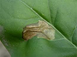 Attēlu rezultāti vaicājumam “Gracillaria syringella”