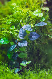 Attēlu rezultāti vaicājumam “Plagiomnium cuspidatum sporophyte”