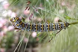 Attēlu rezultāti vaicājumam “Shargacucullia scrophulariae larva”
