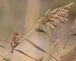 Attēlu rezultāti vaicājumam “Emberiza schoeniclus”