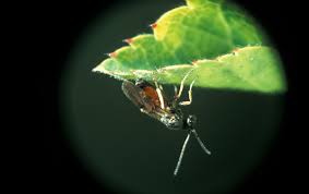 Attēlu rezultāti vaicājumam “Diplolepis eglanteriae”